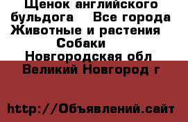 Щенок английского бульдога  - Все города Животные и растения » Собаки   . Новгородская обл.,Великий Новгород г.